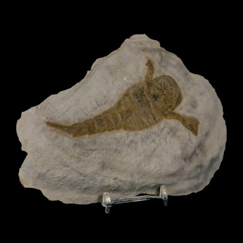 3.8" Eurypterus Sea Scorpion Fossil Eurypterid Silurian 420 Mil Yrs Old New York Stand - Fossil Age Minerals