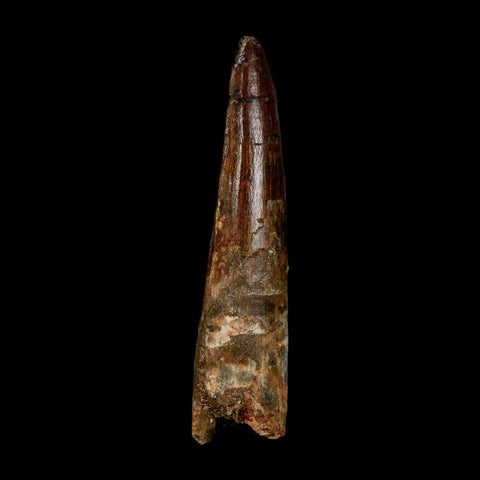 XXL 4.2" Spinosaurus Fossil Tooth 100 Million Years Old Cretaceous Dinosaur COA