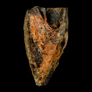 XL 0.9" Triceratops Fossil Tooth Hell Creek FM Cretaceous Dinosaur Montana COA Stand