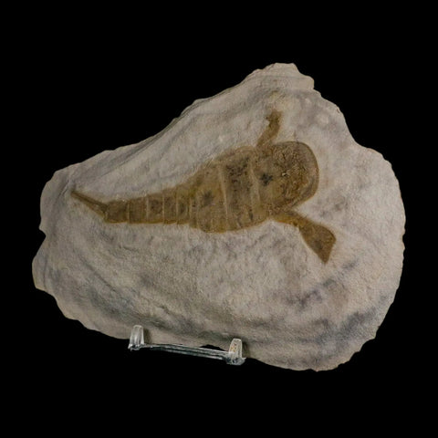 3.8" Eurypterus Sea Scorpion Fossil Eurypterid Silurian 420 Mil Yrs Old New York Stand - Fossil Age Minerals