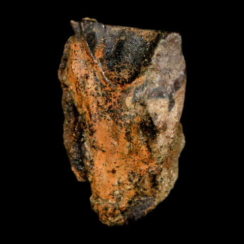 XL 0.9" Triceratops Fossil Tooth Hell Creek FM Cretaceous Dinosaur Montana COA Stand - Fossil Age Minerals