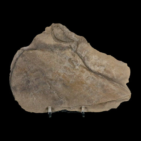 3.8" Eurypterus Sea Scorpion Fossil Eurypterid Silurian 420 Mil Yrs Old New York Stand - Fossil Age Minerals