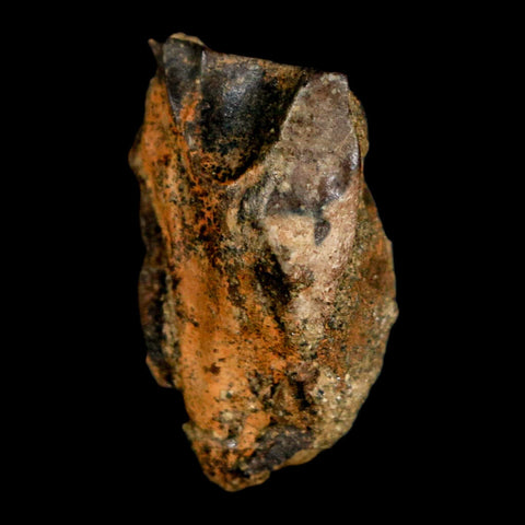 XL 0.9" Triceratops Fossil Tooth Hell Creek FM Cretaceous Dinosaur Montana COA Stand - Fossil Age Minerals