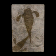 2 Two Eurypterus Sea Scorpion Fossil Eurypterid Silurian 420 Mil Yrs Old New York Stand
