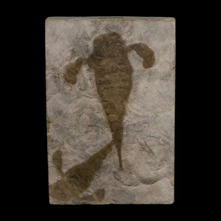 2 Two Eurypterus Sea Scorpion Fossil Eurypterid Silurian 420 Mil Yrs Old New York Stand