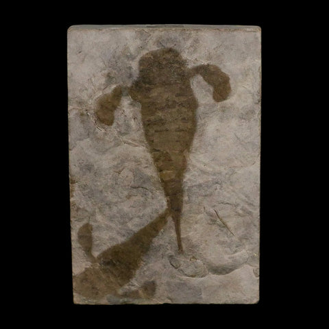 2 Two Eurypterus Sea Scorpion Fossil Eurypterid Silurian 420 Mil Yrs Old New York Stand - Fossil Age Minerals