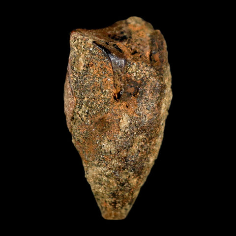 XL 0.9" Triceratops Fossil Tooth Hell Creek FM Cretaceous Dinosaur Montana COA Stand - Fossil Age Minerals