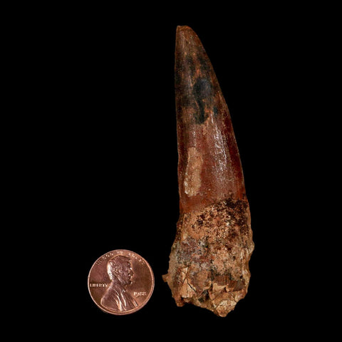 XXL 3.2" Spinosaurus Fossil Tooth 100 Million Years Old Cretaceous Dinosaur COA