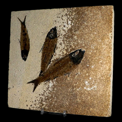3 Three Knightia Eocaena Fossil Fish Green River FM WY Eocene Age COA & Stand - Fossil Age Minerals