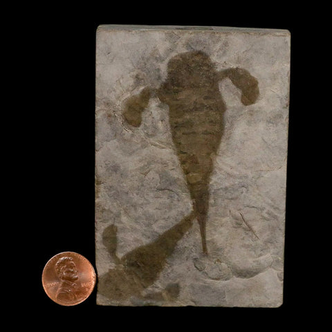 2 Two Eurypterus Sea Scorpion Fossil Eurypterid Silurian 420 Mil Yrs Old New York Stand - Fossil Age Minerals