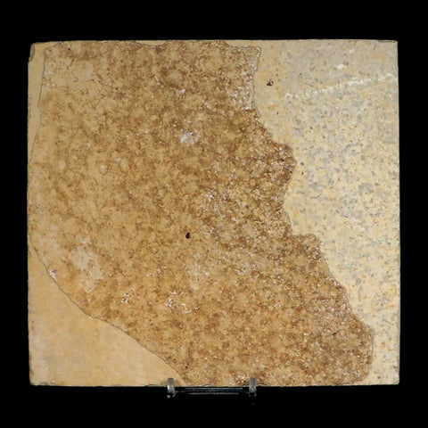 3 Three Knightia Eocaena Fossil Fish Green River FM WY Eocene Age COA & Stand - Fossil Age Minerals