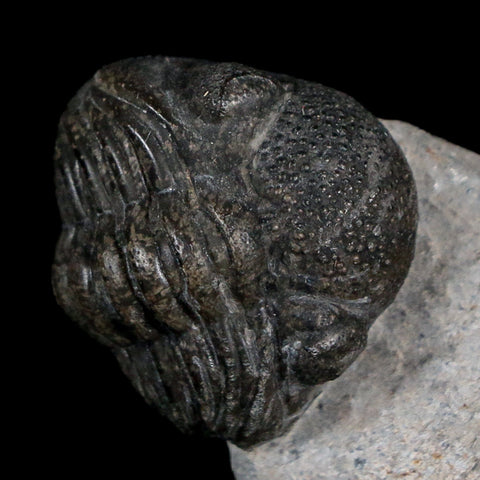 Two 1.5" Morocops Trilobite Fossil Devonian Age Lghaft Morocco 400 Mil Yrs Old COA - Fossil Age Minerals