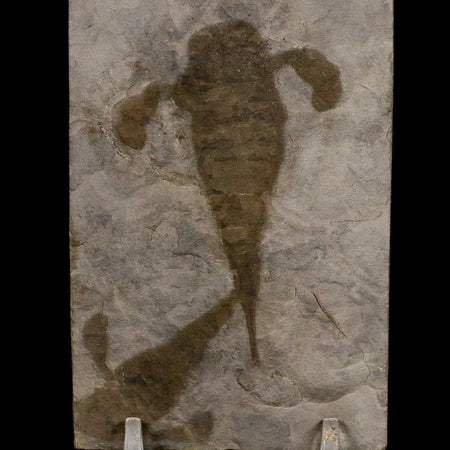 2 Two Eurypterus Sea Scorpion Fossil Eurypterid Silurian 420 Mil Yrs Old New York Stand