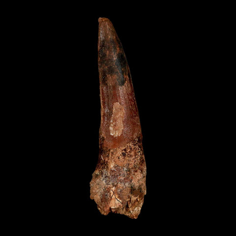 XXL 3.2" Spinosaurus Fossil Tooth 100 Million Years Old Cretaceous Dinosaur COA