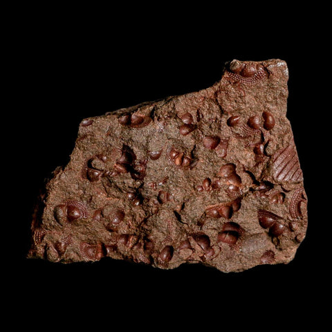 4.5" Trilobite Mortality Plate Fossil Devonian Age 400 Million Years Old COA - Fossil Age Minerals