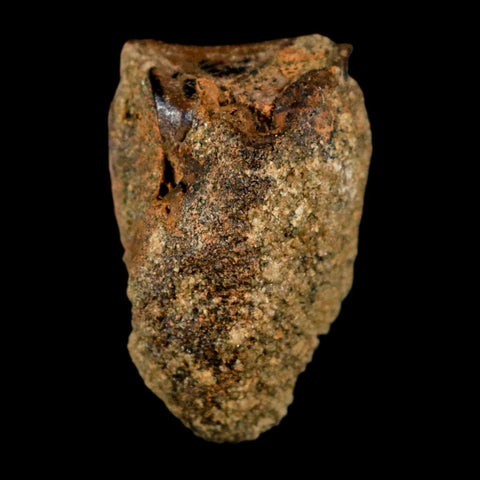 XL 0.9" Triceratops Fossil Tooth Hell Creek FM Cretaceous Dinosaur Montana COA Stand - Fossil Age Minerals