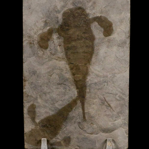 2 Two Eurypterus Sea Scorpion Fossil Eurypterid Silurian 420 Mil Yrs Old New York Stand - Fossil Age Minerals