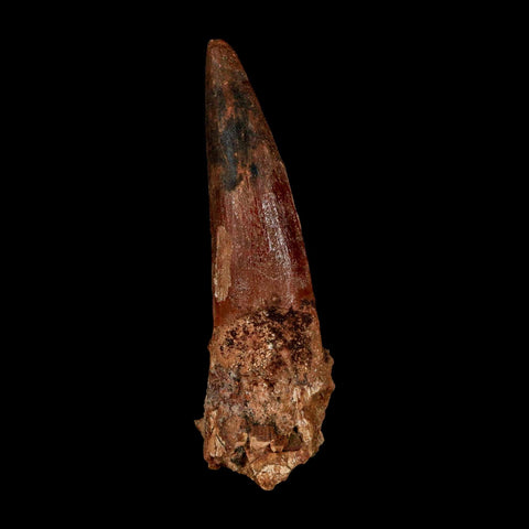 XXL 3.2" Spinosaurus Fossil Tooth 100 Million Years Old Cretaceous Dinosaur COA