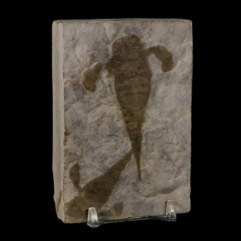 2 Two Eurypterus Sea Scorpion Fossil Eurypterid Silurian 420 Mil Yrs Old New York Stand - Fossil Age Minerals