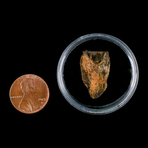 XL 0.9" Triceratops Fossil Tooth Hell Creek FM Cretaceous Dinosaur Montana COA Stand - Fossil Age Minerals