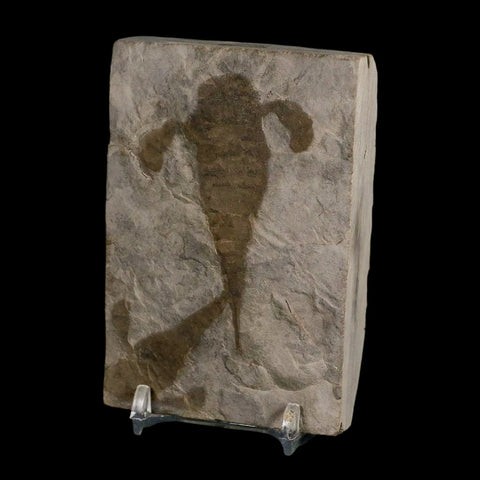 2 Two Eurypterus Sea Scorpion Fossil Eurypterid Silurian 420 Mil Yrs Old New York Stand - Fossil Age Minerals