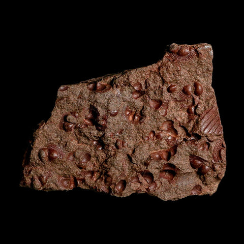 4.5" Trilobite Mortality Plate Fossil Devonian Age 400 Million Years Old COA - Fossil Age Minerals