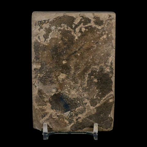 2 Two Eurypterus Sea Scorpion Fossil Eurypterid Silurian 420 Mil Yrs Old New York Stand - Fossil Age Minerals