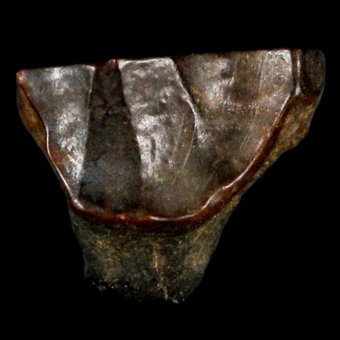 0.6" Triceratops Fossil Tooth Hell Creek FM Cretaceous Dinosaur Montana COA Stand - Fossil Age Minerals