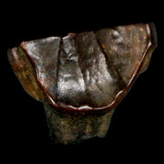 0.6" Triceratops Fossil Tooth Hell Creek FM Cretaceous Dinosaur Montana COA Stand