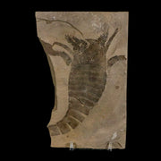 4.3" Eurypterus Sea Scorpion Fossil Eurypterid Silurian 420 Mil Yrs Old New York Stand