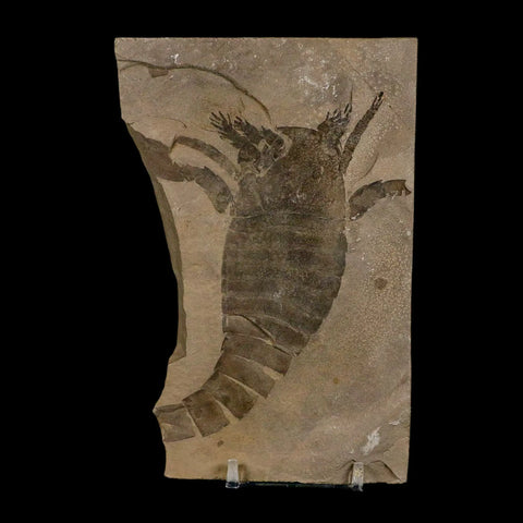 4.3" Eurypterus Sea Scorpion Fossil Eurypterid Silurian 420 Mil Yrs Old New York Stand - Fossil Age Minerals