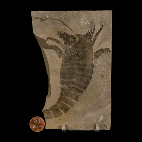 4.3" Eurypterus Sea Scorpion Fossil Eurypterid Silurian 420 Mil Yrs Old New York Stand - Fossil Age Minerals