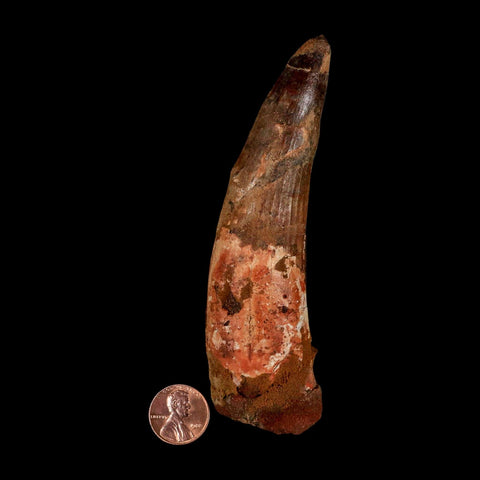 XXL 4.8" Spinosaurus Fossil Tooth 100 Million Years Old Cretaceous Dinosaur COA