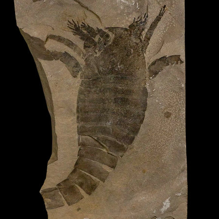 4.3" Eurypterus Sea Scorpion Fossil Eurypterid Silurian 420 Mil Yrs Old New York Stand