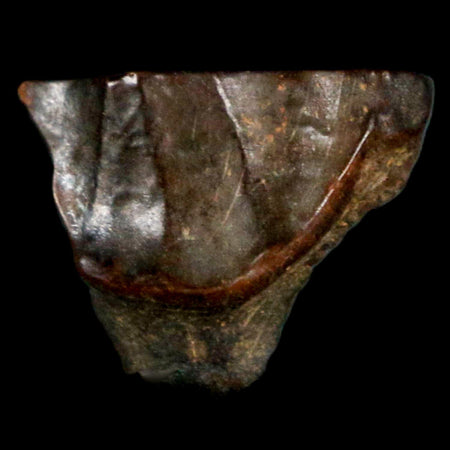 0.6" Triceratops Fossil Tooth Hell Creek FM Cretaceous Dinosaur Montana COA Stand