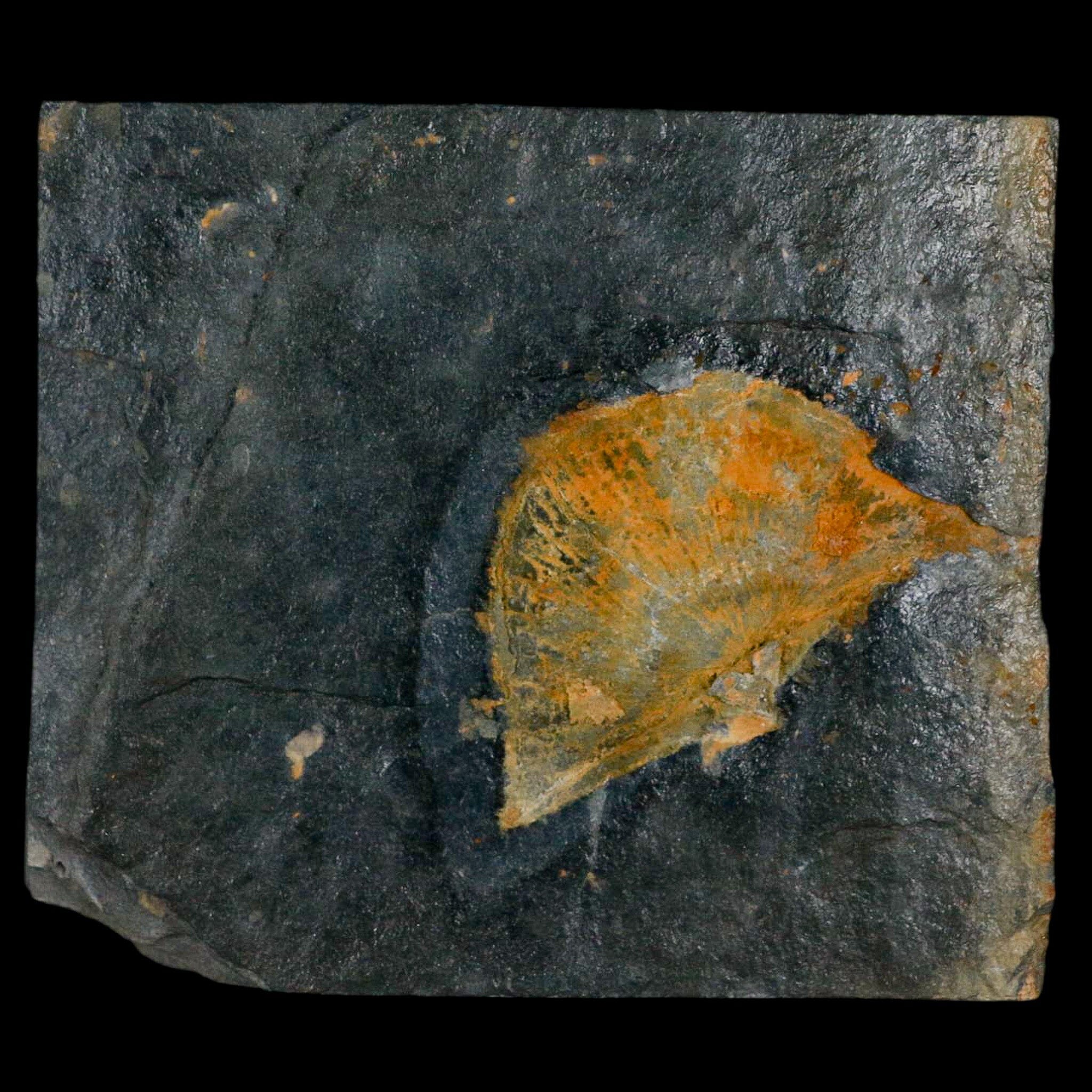 2" Fossil Paralenorthis Sp Brachiopod In Matrix Valongo Formation Arouca Portugal - Fossil Age Minerals