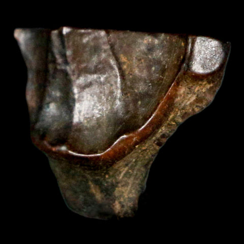 0.6" Triceratops Fossil Tooth Hell Creek FM Cretaceous Dinosaur Montana COA Stand - Fossil Age Minerals