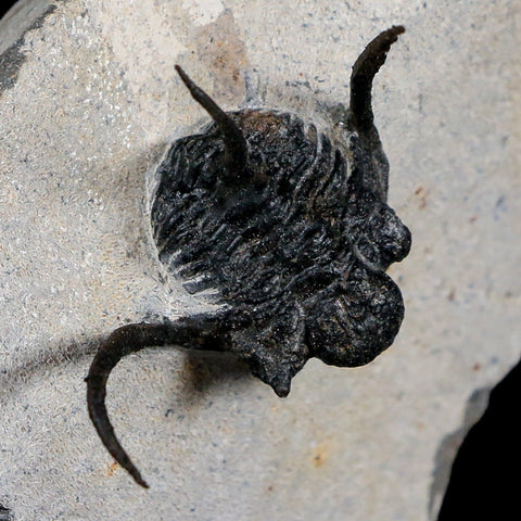 1.4" Cyphaspis Otarion Spiny Trilobite Fossil Devonian Age Glass Display COA - Fossil Age Minerals