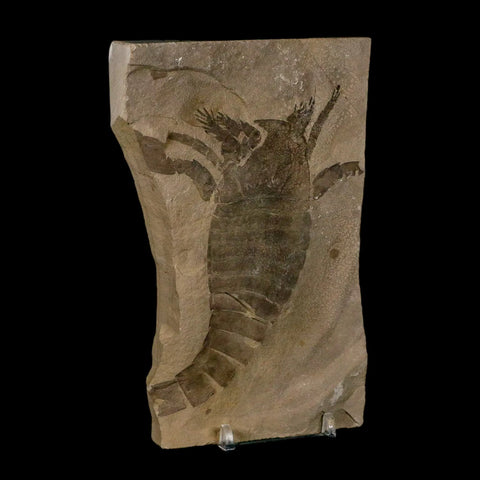4.3" Eurypterus Sea Scorpion Fossil Eurypterid Silurian 420 Mil Yrs Old New York Stand - Fossil Age Minerals