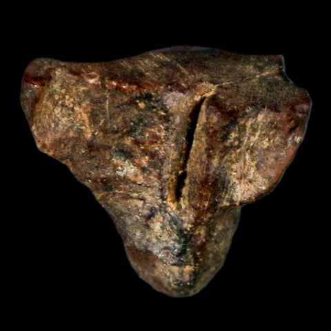 0.6" Triceratops Fossil Tooth Hell Creek FM Cretaceous Dinosaur Montana COA Stand - Fossil Age Minerals