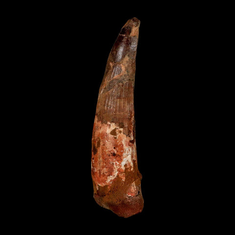 XXL 4.8" Spinosaurus Fossil Tooth 100 Million Years Old Cretaceous Dinosaur COA