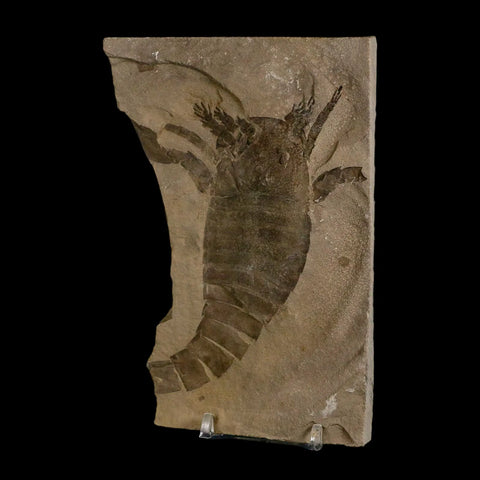 4.3" Eurypterus Sea Scorpion Fossil Eurypterid Silurian 420 Mil Yrs Old New York Stand - Fossil Age Minerals