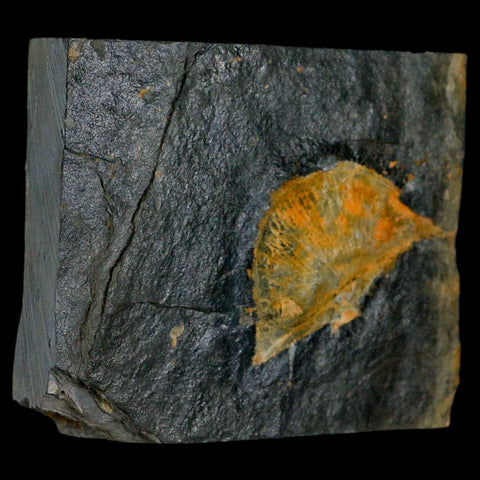 2" Fossil Paralenorthis Sp Brachiopod In Matrix Valongo Formation Arouca Portugal