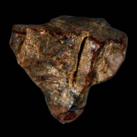 0.6" Triceratops Fossil Tooth Hell Creek FM Cretaceous Dinosaur Montana COA Stand - Fossil Age Minerals