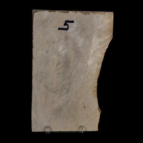 4.3" Eurypterus Sea Scorpion Fossil Eurypterid Silurian 420 Mil Yrs Old New York Stand - Fossil Age Minerals