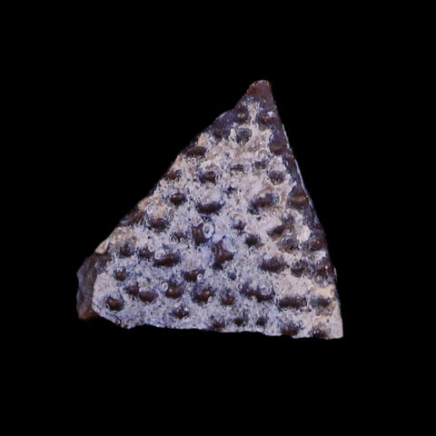 0.3" Raptor Fossil Egg Shell Section Cretaceous Dinosaur Judith River FM MT COA - Fossil Age Minerals