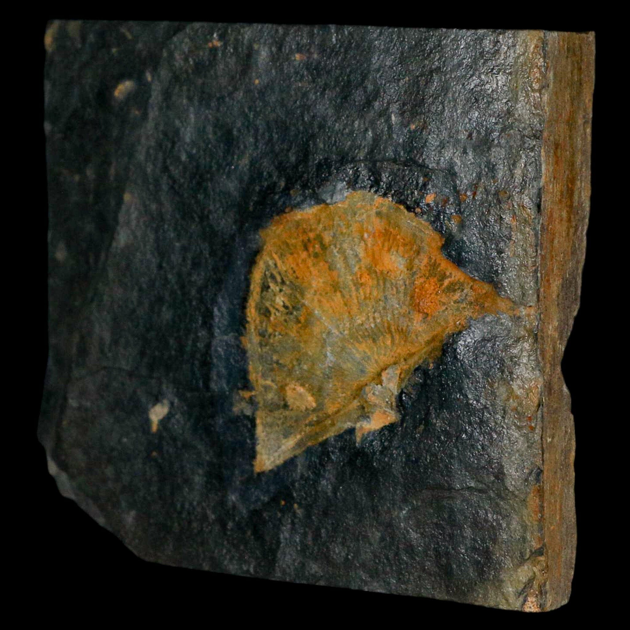 2" Fossil Paralenorthis Sp Brachiopod In Matrix Valongo Formation Arouca Portugal - Fossil Age Minerals