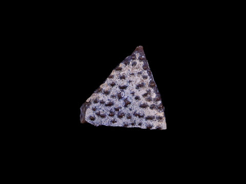 0.3" Raptor Fossil Egg Shell Section Cretaceous Dinosaur Judith River FM MT COA - Fossil Age Minerals