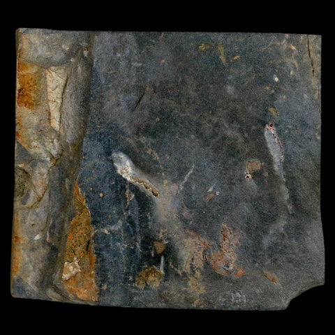 2" Fossil Paralenorthis Sp Brachiopod In Matrix Valongo Formation Arouca Portugal