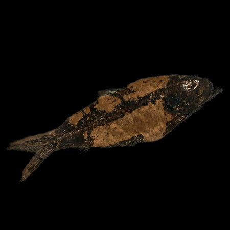XL 4.9" Knightia Eocaena Fossil Fish Green River FM WY Eocene Age COA & Stand